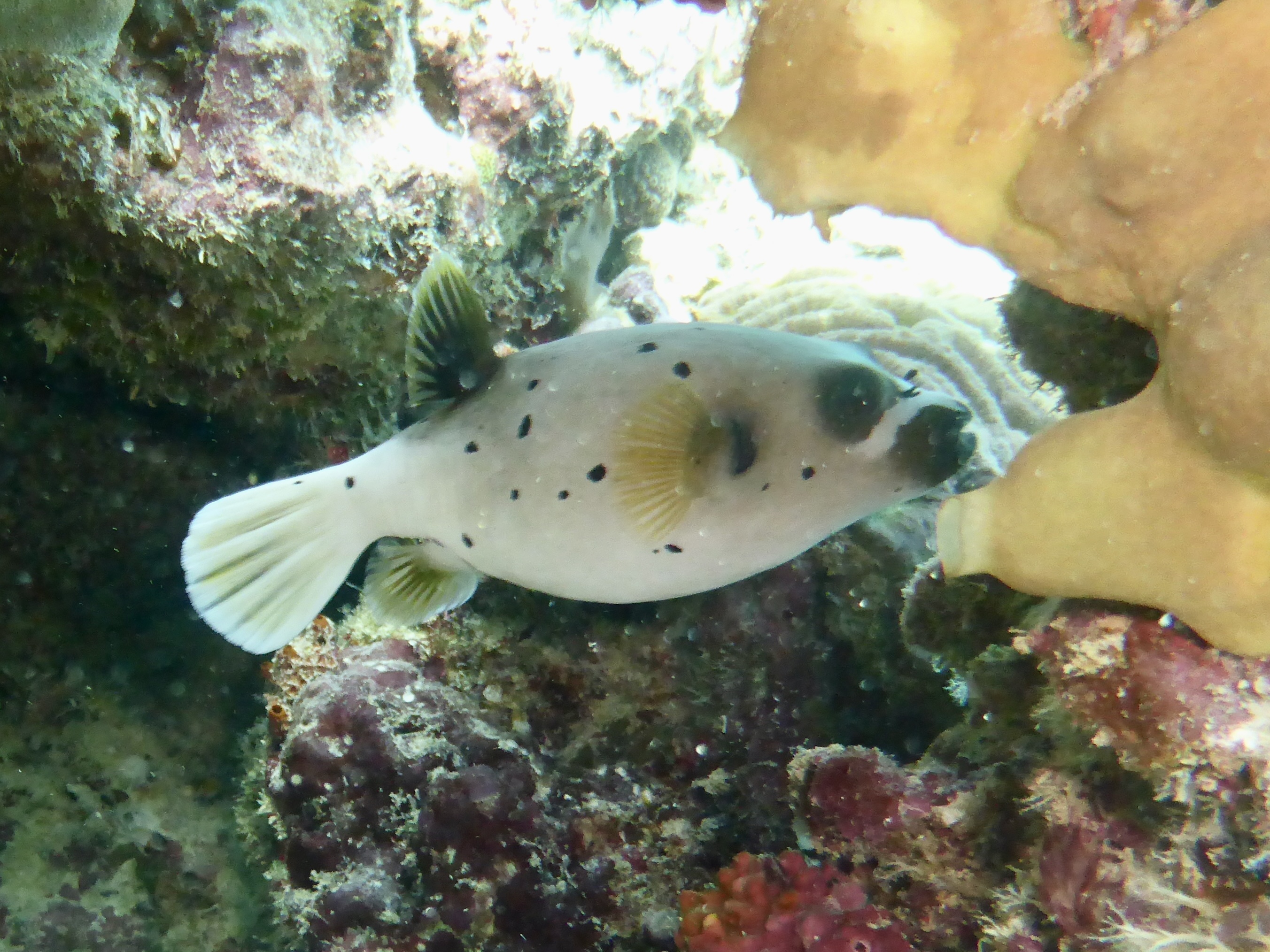 dog-faced puffer fish they enjoyed spotting