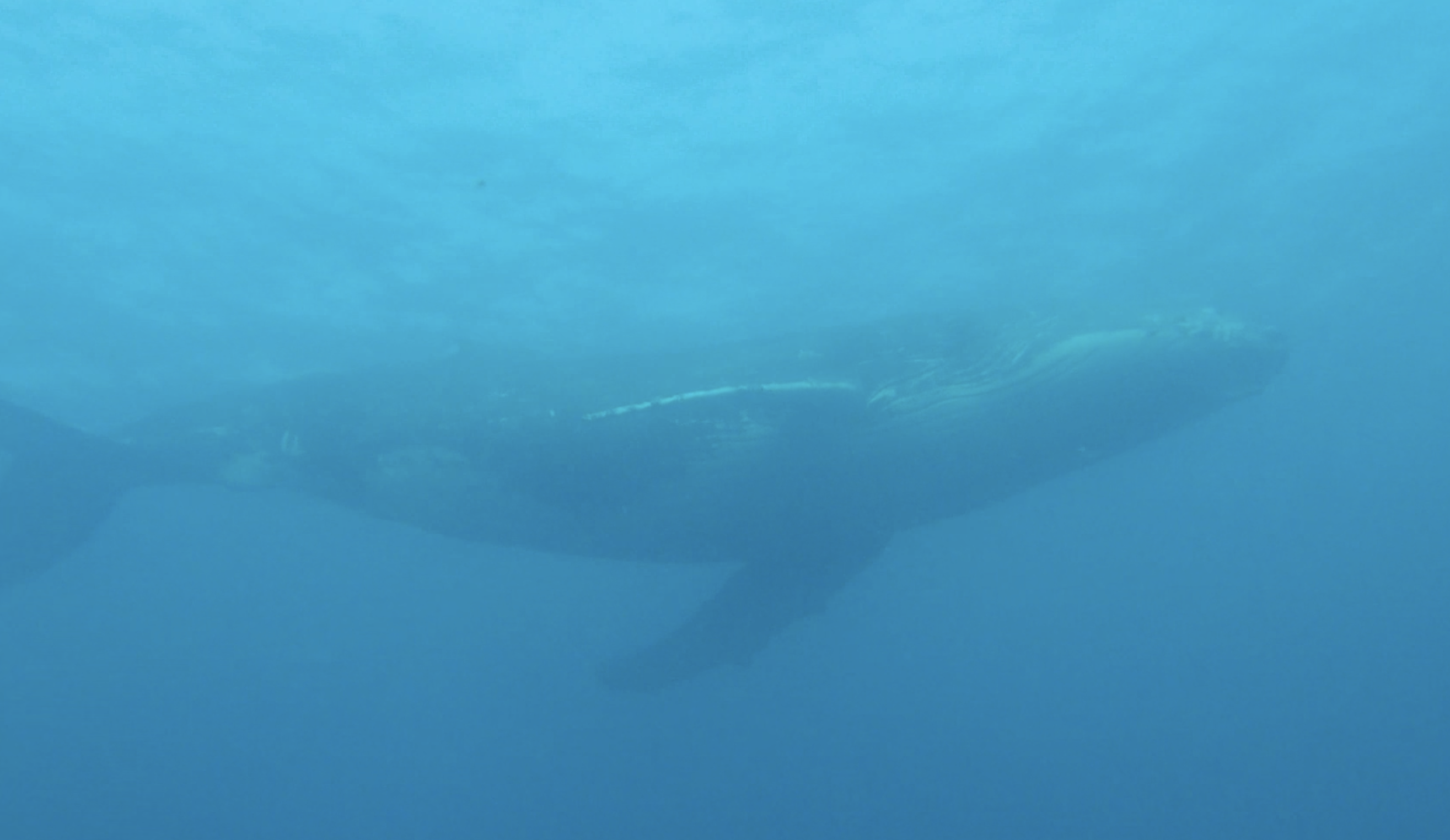 One of the two whales that swam right past while I was underwater