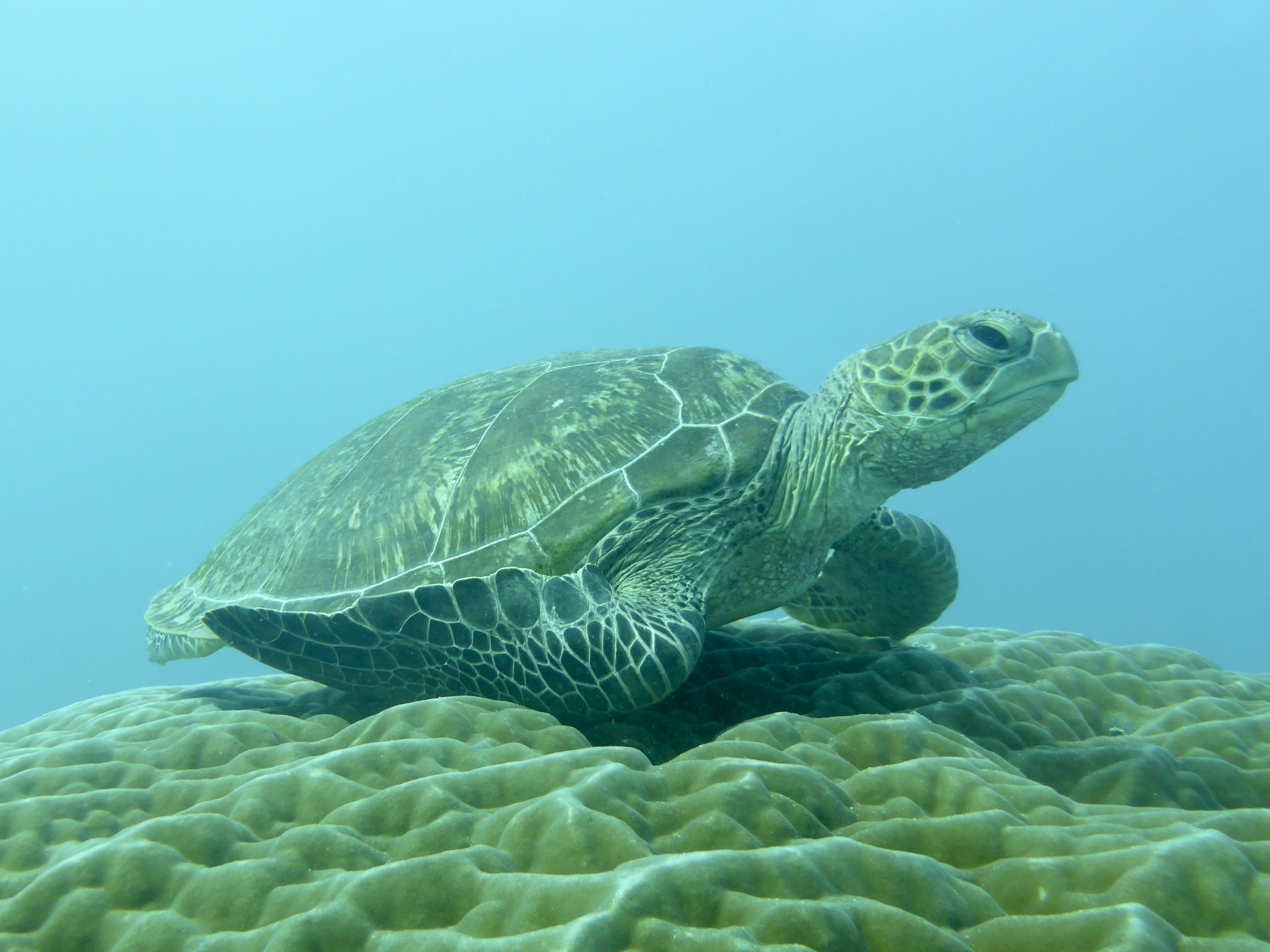 One of the many turtles at Heron Island