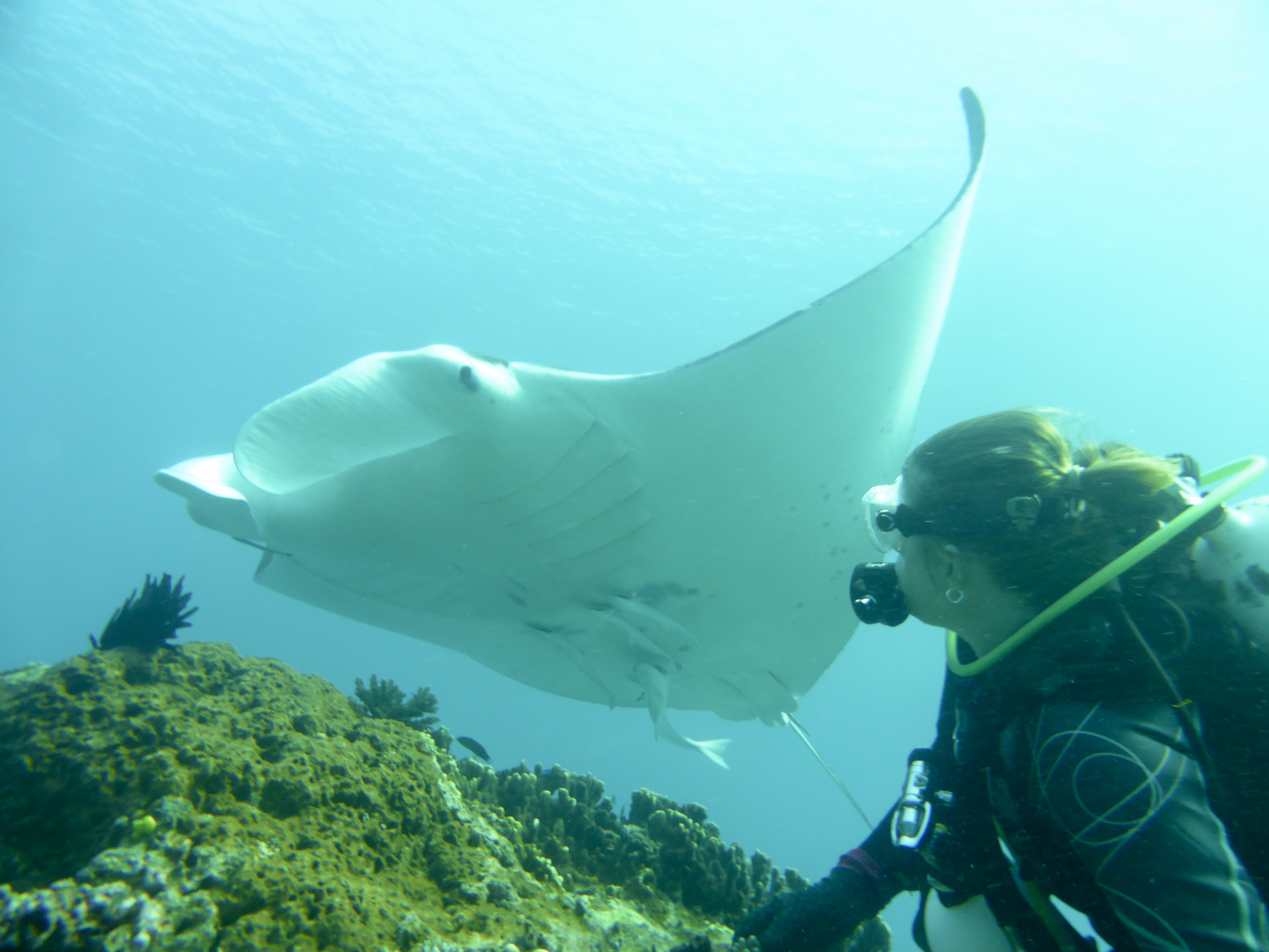 Hanging with the Manta Rays