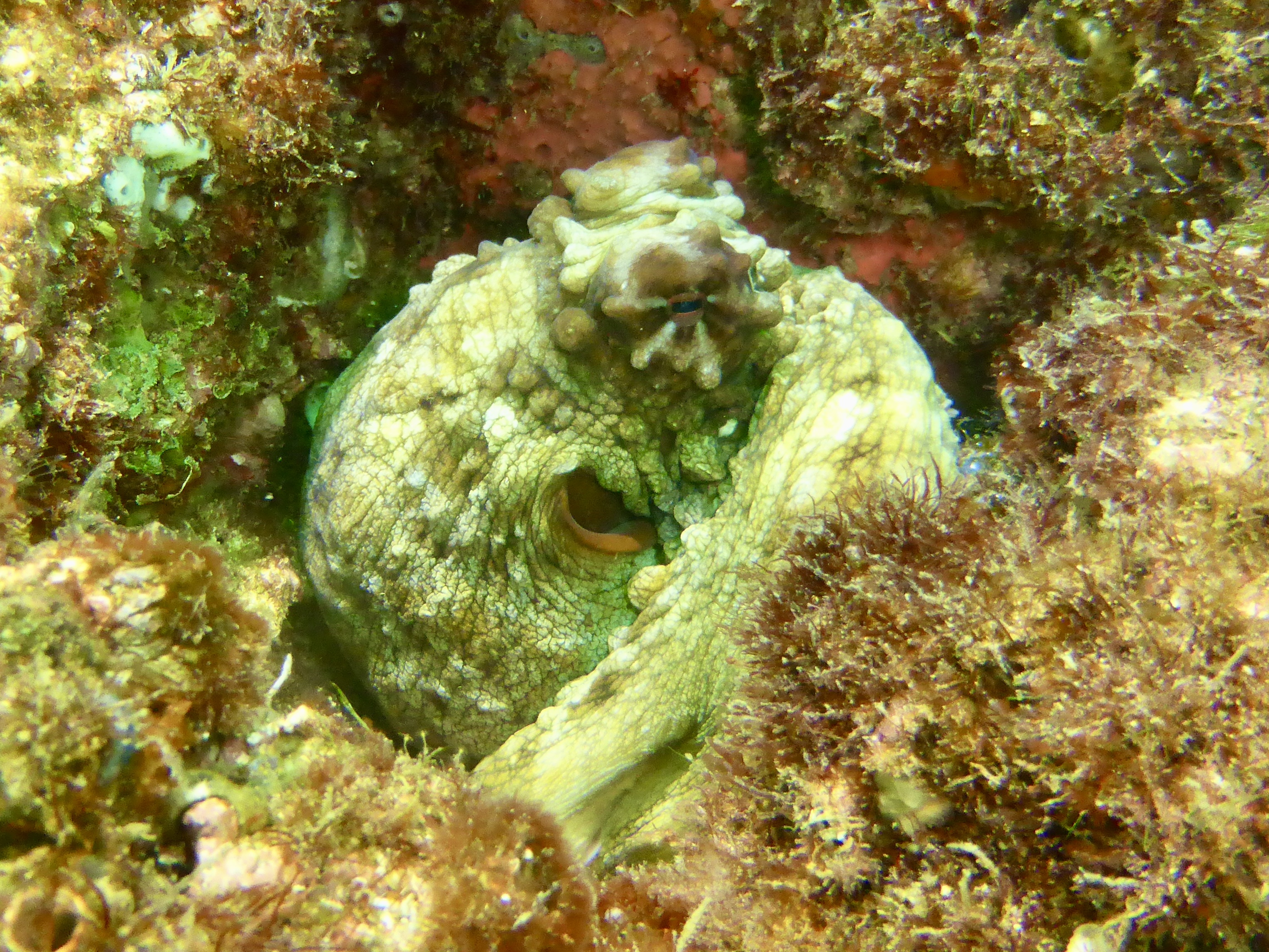 Hiding up the bow section where we always see one