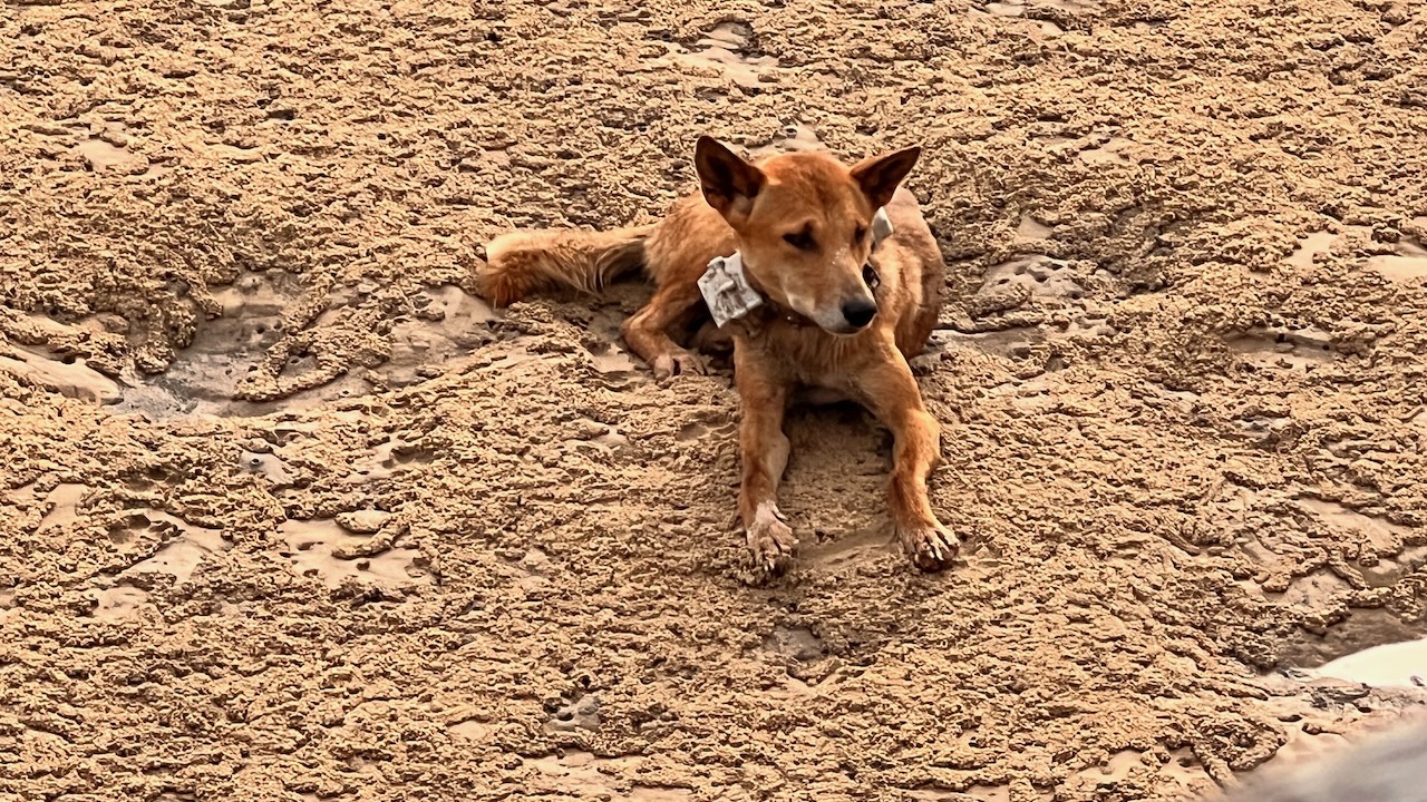 We got a good view from up on the jetty